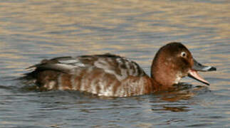 Common Pochard