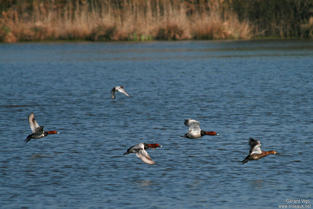 Common Pochardadult, Flight