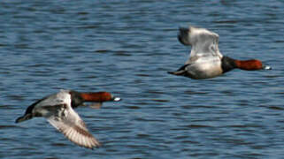 Common Pochard