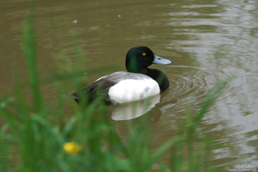 Fuligule milouinan mâle adulte