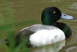 Greater Scaup