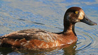 Greater Scaup