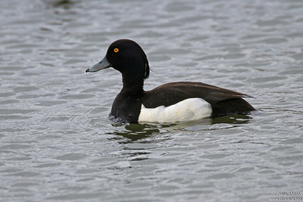 Tufted Duck male adult breeding