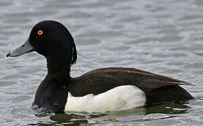 Tufted Duck