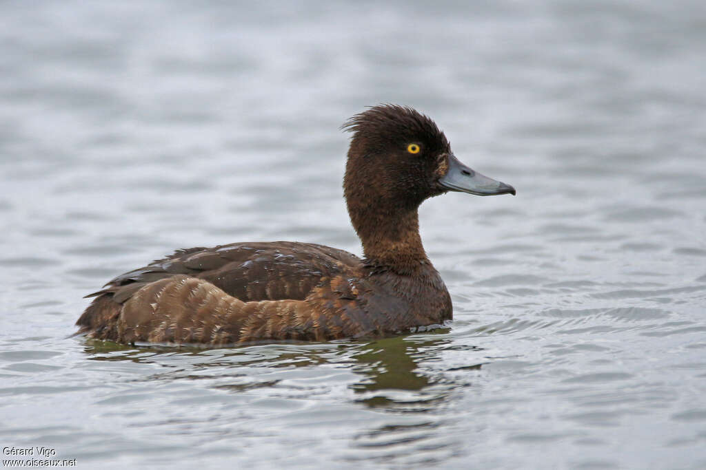 Tufted Duck female adult breeding, identification