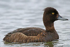 Tufted Duck