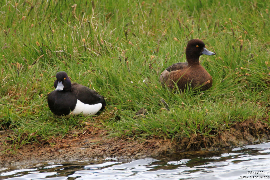 Tufted Duckadult breeding