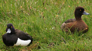 Tufted Duck