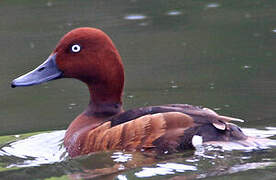 Ferruginous Duck