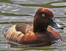 Ferruginous Duck