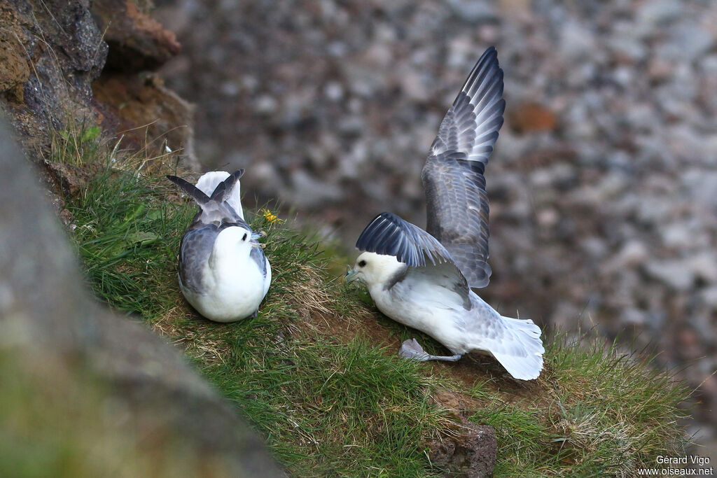 Northern Fulmaradult breeding