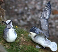 Fulmar boréal