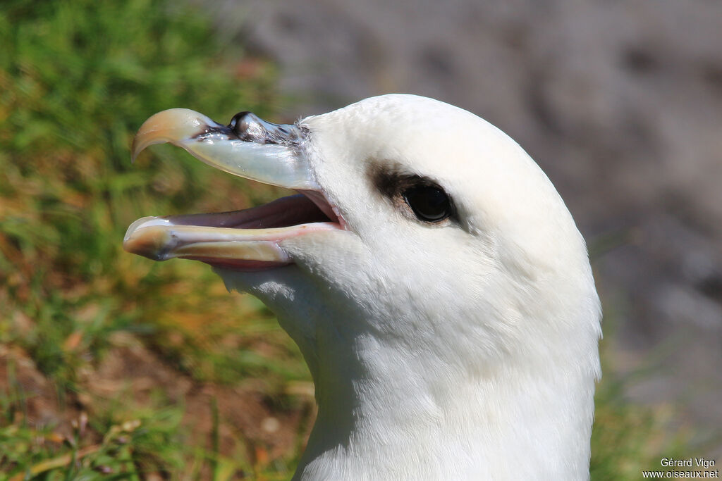 Fulmar boréaladulte, portrait