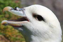 Fulmar boréal