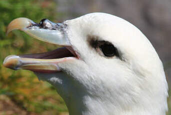 Fulmar boréal