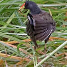 Gallinule africaine