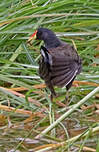 Gallinule africaine