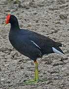 Gallinule d'Amérique