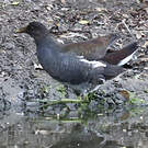 Gallinule d'Amérique