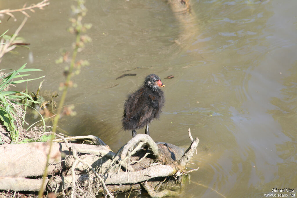 Common Moorhenjuvenile