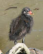 Gallinule poule-d'eau