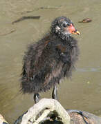 Common Moorhen