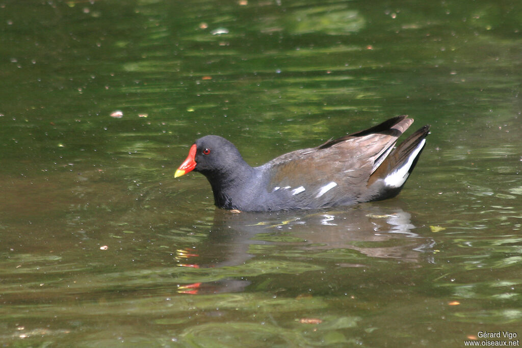 Gallinule poule-d'eauadulte