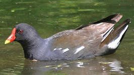 Gallinule poule-d'eau