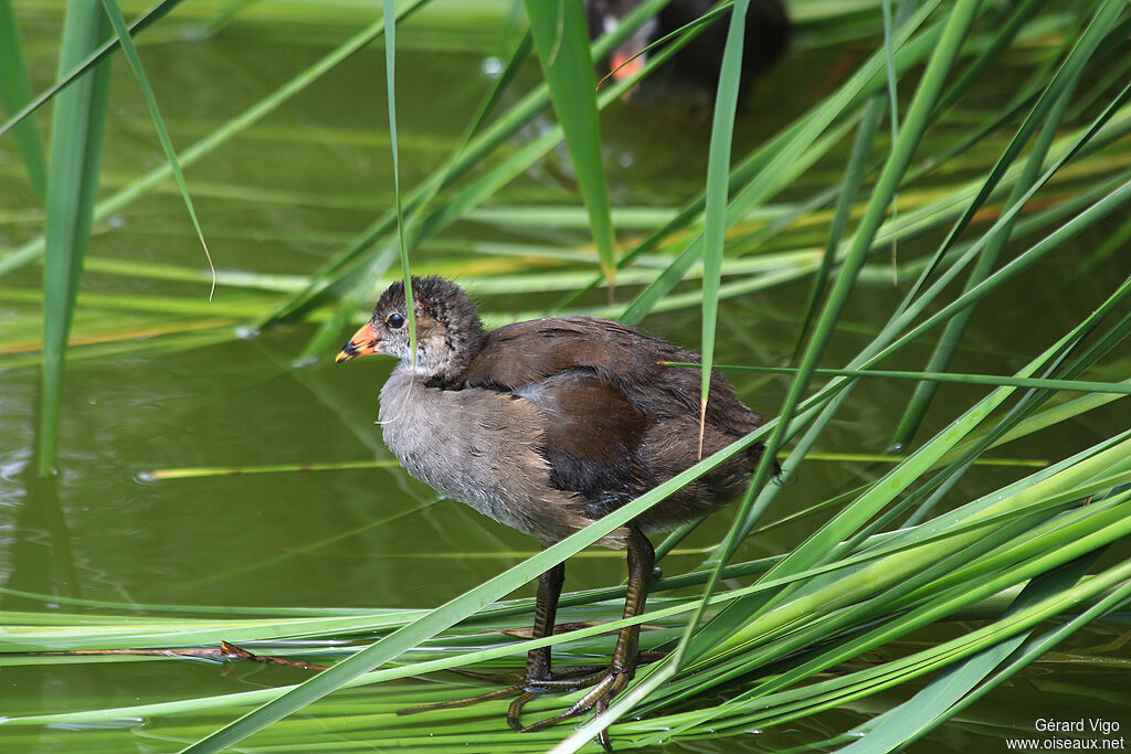 Gallinule poule-d'eaujuvénile