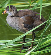 Common Moorhen