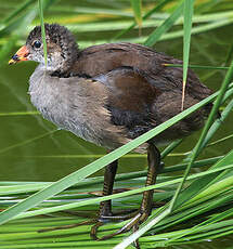 Gallinule poule-d'eau