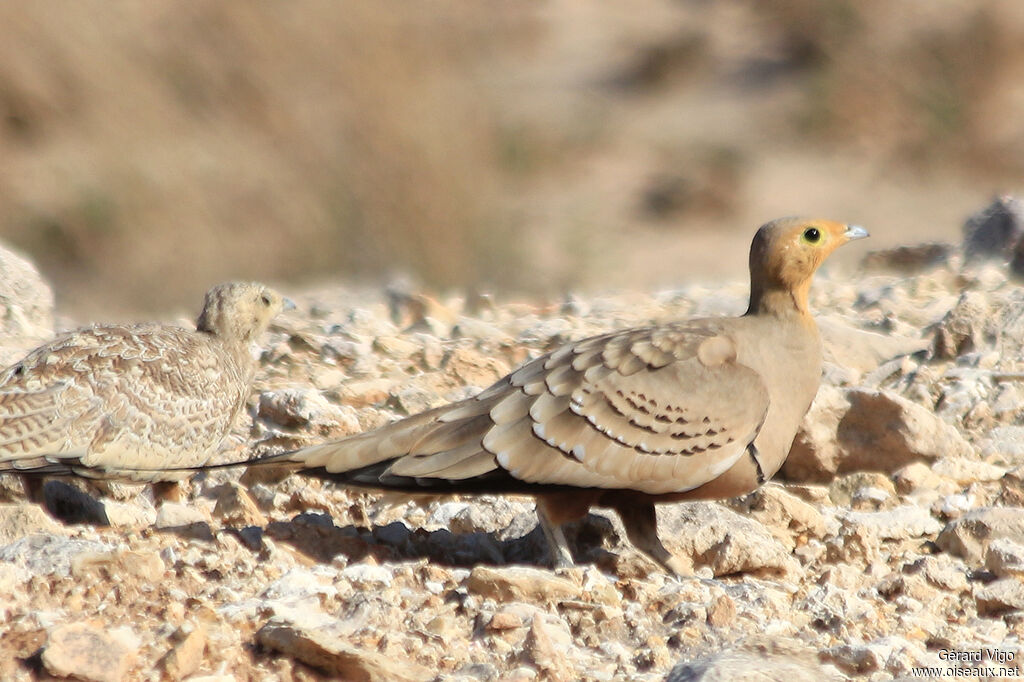 Chestnut-bellied Sandgrouseadult