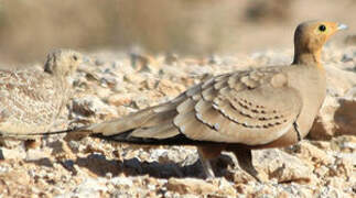 Chestnut-bellied Sandgrouse