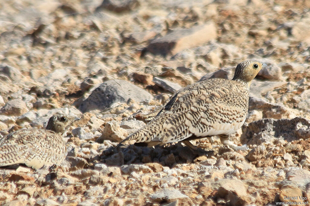 Chestnut-bellied Sandgrouseadult