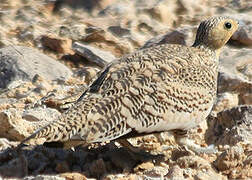 Chestnut-bellied Sandgrouse