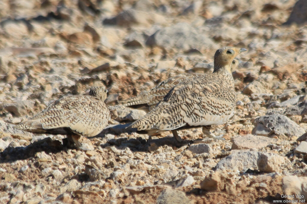 Chestnut-bellied Sandgrouseadult