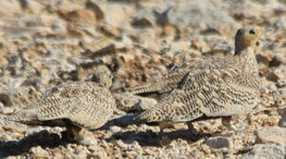 Chestnut-bellied Sandgrouse