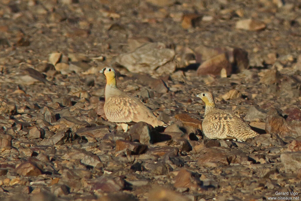 Crowned Sandgrouseadult