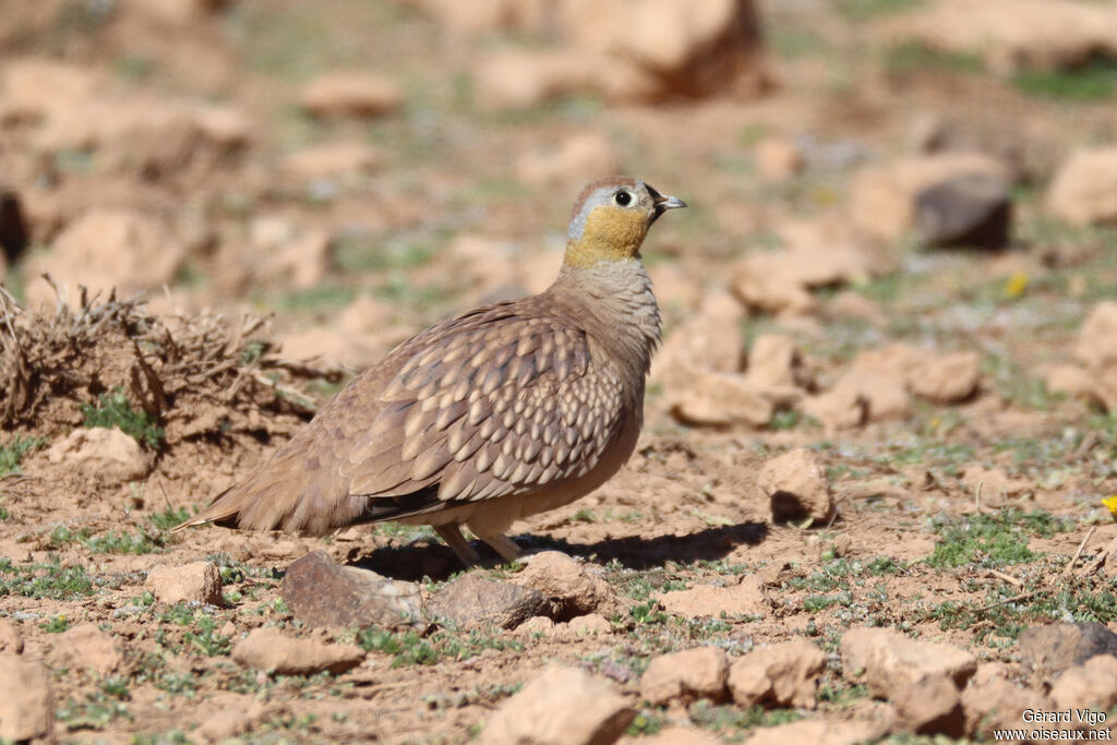 Crowned Sandgrouse male adult