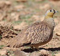 Crowned Sandgrouse