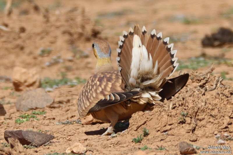Crowned Sandgrouse male adult, courting display