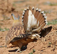 Crowned Sandgrouse