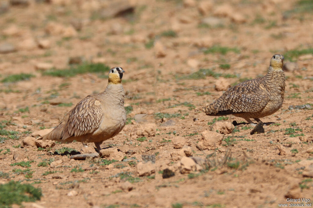 Crowned Sandgrouseadult