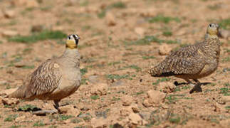 Crowned Sandgrouse