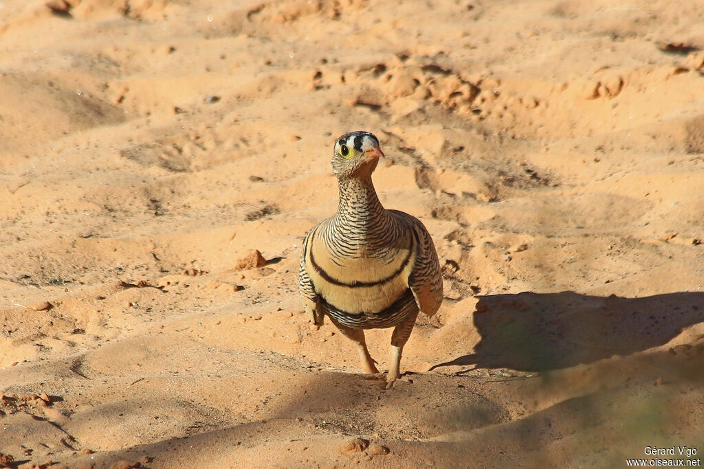 Lichtenstein's Sandgrouse male adult