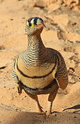 Lichtenstein's Sandgrouse