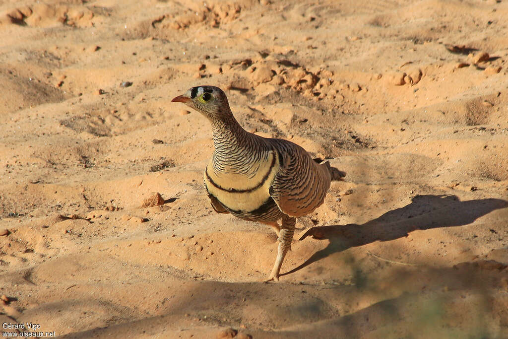 Lichtenstein's Sandgrouse male adult, aspect