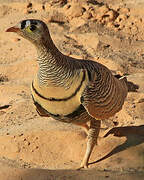 Lichtenstein's Sandgrouse