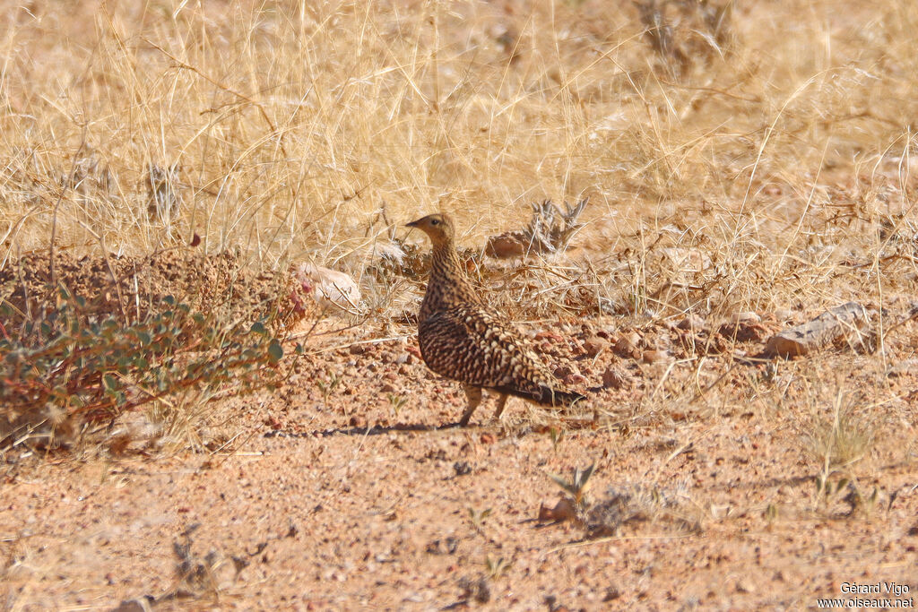 Ganga namaqua femelle adulte
