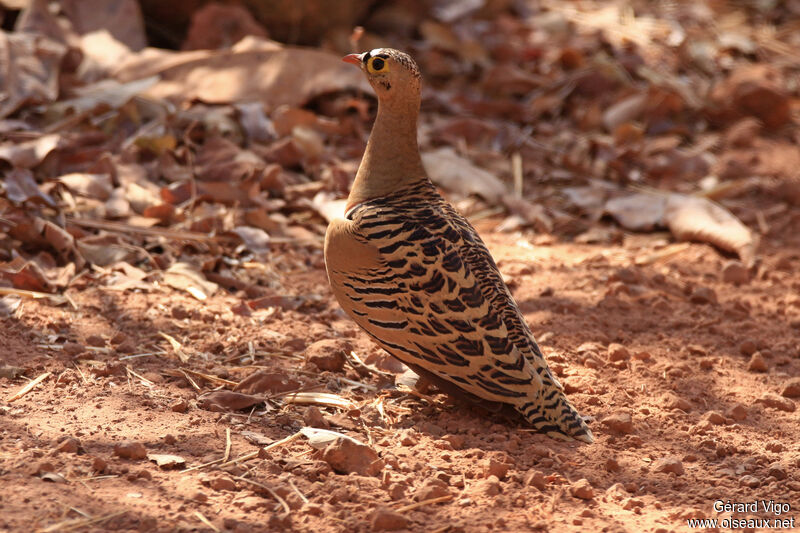 Four-banded Sandgrouse male adult